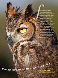 Birds Blooms Magazine Subscription Using Their Senses From Birds Blooms Oct Nov 2018 Read It On The Texture App Unlimited Access To 200 Top Magazines Beautiful Owl Animals Birds
