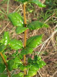 Image result for Rhamnaceae