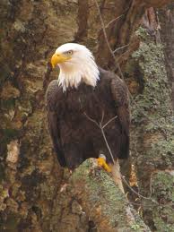 Birds Of Prey Northern Michigan Pin By The Wilds Of Michigan On Wildlife Bald Eagle Eagles Eagle