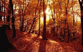 Autumn Forest Hd Wallpaper Desktop Wallpaper Fall Forest Wallpaper Desktop Wallpapers Backgrounds