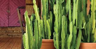 Image result for Euphorbia zambesiana