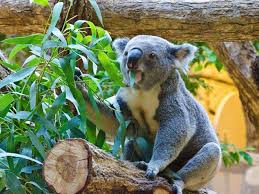 Babies (ages 1 and under) free. When Disaster Strikes The Zoo Must Go On Science Smithsonian Magazine