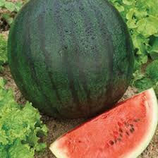 Weather conditions effect growth and development of the crop and can advance or delay maturity. Icebox Watermelons Seeds Urban Farmer