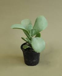 Image result for Kalanchoe marmorata