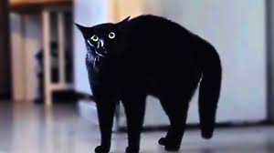 There are better angles of it, it looks like an angry cactus trying to fight you. Scared Cats Compilation Part 1 Youtube