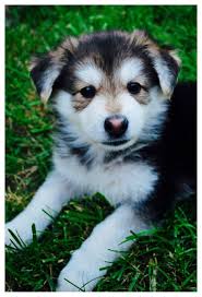 Similar to naming other popular breeds like the german shepherd, there are plenty of commonly used names for siberian huskies, both male and female.some people don't mind if their siberian husky's name is a little more common, especially if it fits their personality. All You Have Ever Wanted To Know About Dogs Pets Dogs Tips Pets Dogs Breeds Pet Dogs Cute Animals