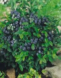 They do not like to dry out, especially in the hot are you ready to start your garden but you're not sure when you should plant your seeds or set out your. Blueberry Bush Plant 1 Gallon Seed World