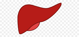 The Pancreas Cartoon Gallbladder Gastrointestinal Tract Free Pancreas Clipart Stunning Free Transparent Png Clipart Images Free Download 38 pancreas puns ranked in order of popularity and relevancy. the pancreas cartoon gallbladder