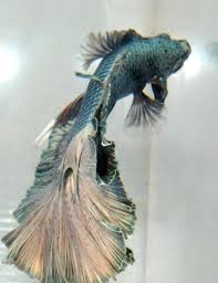 Betta Fish Make A Great Family Pet Hobby Betta Fish Betta Fish