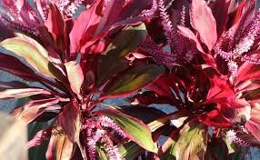 The rising sun, also known as the good luck plant, is famous for its dramatic hues and full, lush growth. 28 Perfect Houseplants For Direct Sunlight Smart Garden Guide