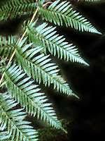 Image result for Todea