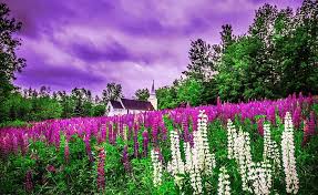 Maybe you would like to learn more about one of these? Hd Wallpaper Churches Field Flower Lupine Purple Flower Religious White Flower Wallpaper Flare