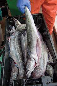 Cape ann fresh catch will deliver a variety of the freshest seafood the gulf of maine has to offer. Cape Ann Fresh Catch