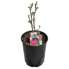 Everything is stringently graded, grown. Inline Nurseries Blackberry Plant Black Satin 1 Pot Assorted 9740411 Rona