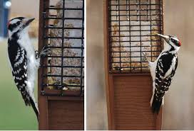 You can easily spot downy woodpeckers throughout the entire year in michigan and other states. The 8 Species Of Woodpeckers In Michigan Pictures Bird Feeder Hub