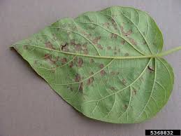 'c v sinuses and toothy margins. What S Wrong With My Plant Garden University Of Minnesota Extension