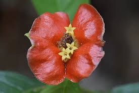 Image result for Psychotria peduncularis