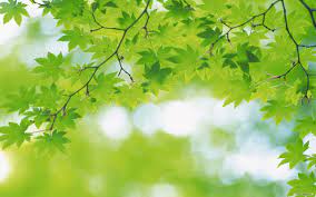 Free Nature Green Leaves Green Nature Wallpaper Green Nature Nature Wallpaper