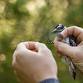 Bird Banding Demonstration