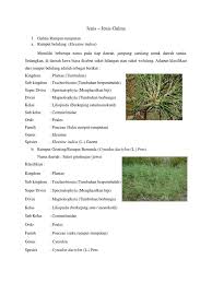 Jenis gulma dari golongan teki (sedges) seperti : Jenis Jenis Gulma
