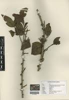 Image result for Agelanthus sansibarensis