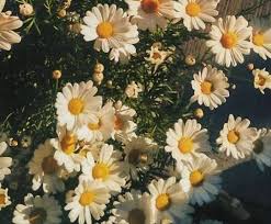 Yellow Aesthetic Vintage Yellow Aesthetic Yellow Aesthetic Pastel Flower Aesthetic Pastel Aesthetic 19 inches if you would like to purchase more than 1 yard of this pattern, check quantities available in the drop down menu. yellow aesthetic vintage yellow