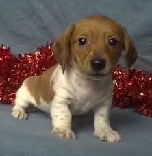 Spot Male Aca Mini Dachshund Full Price 1295 Deposit Mini Dachshund Dachshund Puppy Miniature Dachshund Puppies For Sale