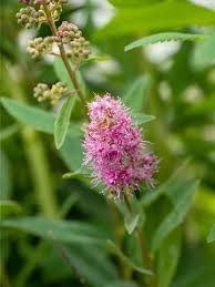 Image result for Spiraea billardii