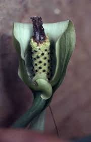 Image result for Gonatopus petiolulatus