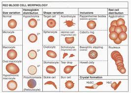 medical laboratory and biomedical science red blood cell