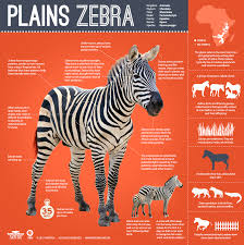 Great Zebra Exodus Infographic All About The Plains Zebra Nature Pbs Plains Zebra Animal Infographic Zebra