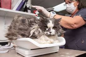 Check spelling or type a new query. Punya Bulu Lebat Dan Kusut Sampai Enggak Bisa Dikenali Kucing Ini Alami Perubahan Drastis Setelah Diselamatkan Semua Halaman Kids