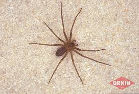 Brown Recluse Spiders Facts Identification Control