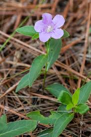 Image result for Vandellia humilis