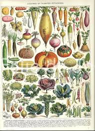 This Item Is Unavailable Etsy Botanical Drawings Botanical Illustration Vintage Botanical Prints