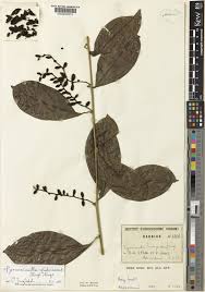 Image result for Pyrenacantha