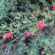 Image result for Osyris compressa