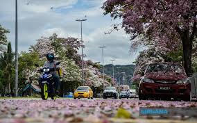 Kaunter bayaran jabatan keselamatan & penguatkuasaan tingkat bawah, jalan tun razak, 50400 kuala lumpur. Bernama Dbkl Planning More Flowering Trees For Sakura Season