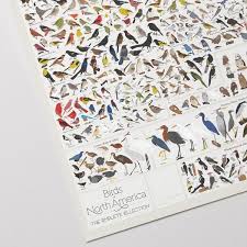 Birds Of North America Poster Birds Of North America Pop Chart Birds North America Art Rules