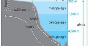 Latihan soal biologi kelas 10 materi ekosistem. Pada Ekosistem Laut Daerah Dengan Komponen Biotik Tingkat Produsen Paling Banyak Adalah Daerah Mas Dayat