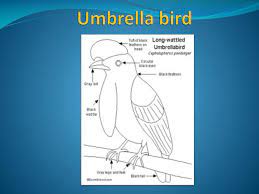 Learn how to draw an umbrella step by step i. Ppt Umbrella Bird Powerpoint Presentation Free Download Id 2292448