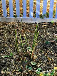 That means when you cut into the stem, you are removing everything that is brown and withered. Winter Rose Pruning In The Southwest Garden Azplantlady Com