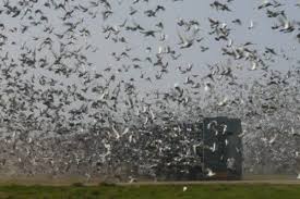 How are these other pigeons consistently beating me time and time again? The Bull System Made Easy Winning Pigeon Racing And Racing Pigeons Strategies Pigeon Insider