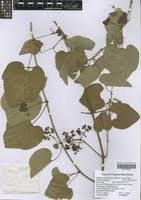 Image result for Ampelocissus africana