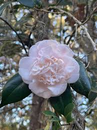 Image result for magnolia genia