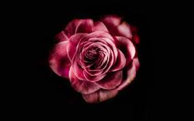 Pink Flower Background Hd Wallpaper Ideas De Fondos De Pantalla Iphone Fondos De Pantalla Fondos De Pantalla