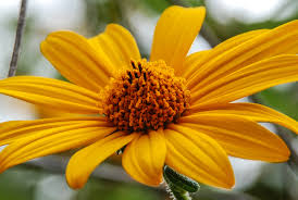 Image result for Sclerocarpus africanus