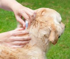 Nonmilitary providers play a critical role in the diagnosis and management of atopic dermatitis (ad) in children and adolescents who may one day. Flea Allergy Dermatitis In Cats And Dogs