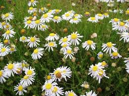 Image result for Felicia muricata