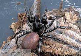 Daher auch wenig verwunderlich, dass die meisten tödlichen spinnenbisse. Die 10 Giftigsten Spinnen In Australien 2021